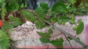 ITALIANA sogna una SBORRATA 🍼🥛atomica nella foresta amazzonica🥦